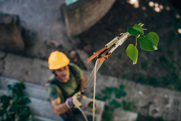 Tree Root Removal in Kensett, AR